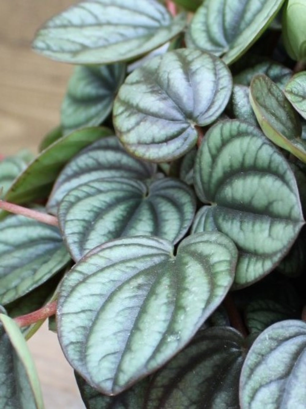 Peperomia Peacock 4"